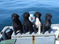 Bo'sun, Briny, Jetty, Filha on the Oyster Boat.