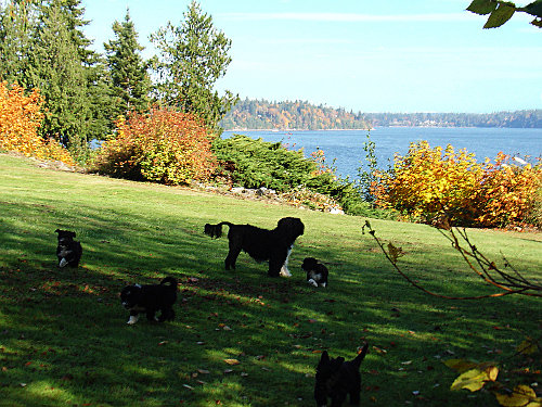 Jetty and her Pups  on the lawn