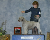 Ruby gets a Best of Winners to take a major at the Portland Dog Show.